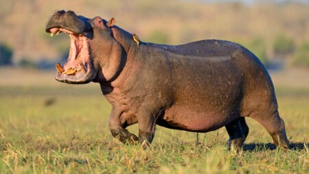 Hippos can sprint at speeds of up to 19 mph (301km/h). WINFRIED WISNIEWSKI / GETTY IMAGES
