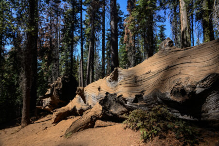 Hiker Dies in Freak Accident at Yosemite National Park. © VW Pics/Getty Images