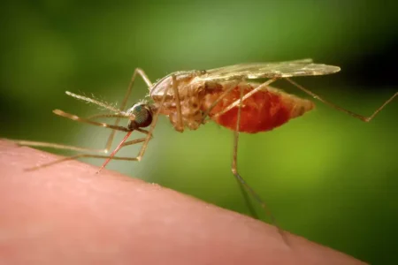 Scientists found West Nile in Orange County’s Greenwood Lake area, the first report of the disease in the Capital Region or Hudson Valley this year. © James Gathany/Associated Press