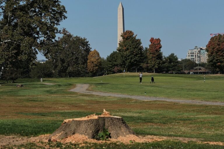 Trump administration appeals order blocking tree removal at D.C. golf course The Washington Monument is in view past the stump of a removed tree at East Potomac Golf Links on Monday. (Julia Demaree Nikhinson/AP)